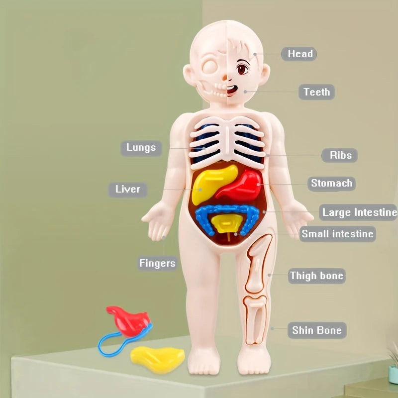 1pc Educational Transparent Human Anatomy Torso Model with Pull-Out Organs