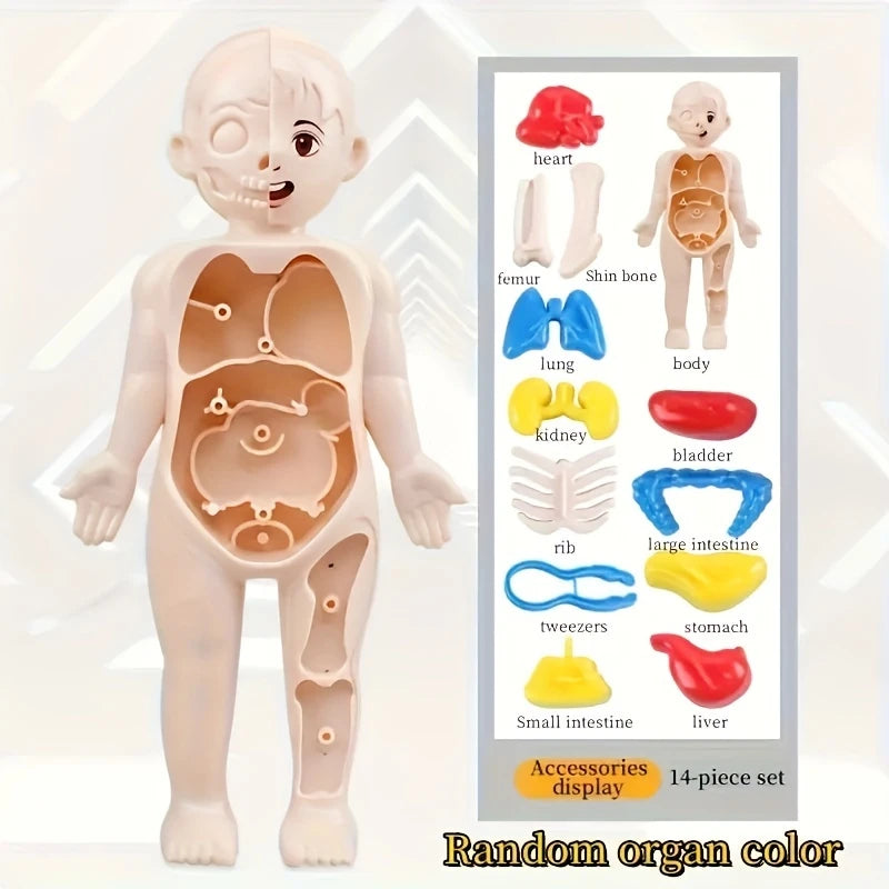 1pc Educational Transparent Human Anatomy Torso Model with Pull-Out Organs