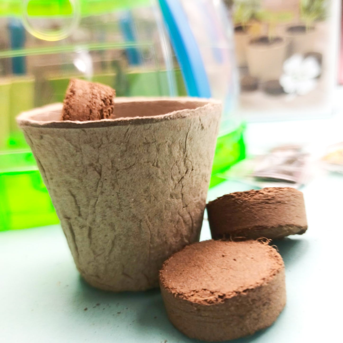 Plant Grow Sun Room Science and Education Toy For Kids