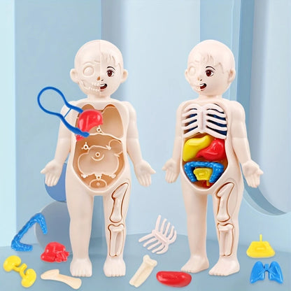 1pc Educational Transparent Human Anatomy Torso Model with Pull-Out Organs