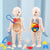 1pc Educational Transparent Human Anatomy Torso Model with Pull-Out Organs