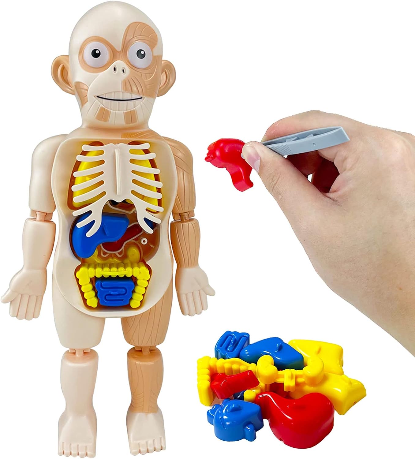 Kids Early Educational Learning Toys Human Organs Model