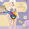 1pc Educational Transparent Human Anatomy Torso Model with Pull-Out Organs