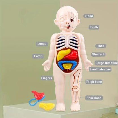 1pc Educational Transparent Human Anatomy Torso Model with Pull-Out Organs