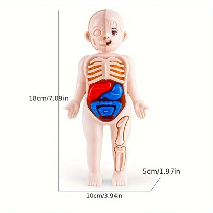 1pc Educational Transparent Human Anatomy Torso Model with Pull-Out Organs
