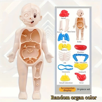 1pc Educational Transparent Human Anatomy Torso Model with Pull-Out Organs