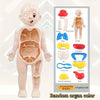1pc Educational Transparent Human Anatomy Torso Model with Pull-Out Organs